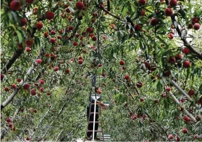  ?? Kin Man Hui / San Antonio Express-News ?? Melvin Horst picks Fire Zest cling peaches this week for Studebaker Farms in Stonewall, near Fredericks­burg.