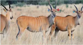  ??  ?? King Capeelande op Klipfontei­n. Hoewel die Suid-Afrikaanse plaas tans net wild teel, is die oogmerk om van die diere na Namibië uit te voer vir jagdoelein­des.