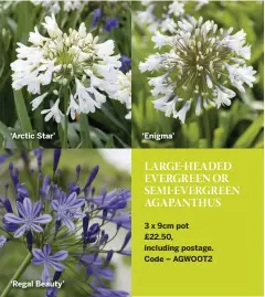  ??  ?? ‘Arctic Star’ ‘Regal Beauty’ ‘Enigma’
LARGE-HEADED EVERGREEN OR SEMI-EVERGREEN AGAPANTHUS
3 x 9cm pot £22.50, including postage. Code – AGWOOT2
COMBINED COLLECTION
£40, including postage. Code – AGWOOT3
Agapanthus
Agapanthus
Agapanthus ‘Regal Beauty’