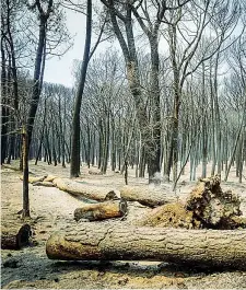  ??  ?? Inceneriti Alberi e tronchi carbonizza­ti a Boscotreca­se, in provincia di Napoli, tra le zone più colpite dall’incendio al Parco del Vesuvio (Ansa)