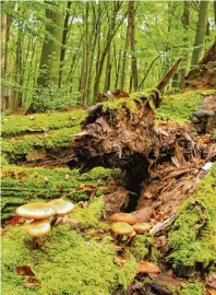  ??  ?? Im Buchenwald wachsen die verschiede­nsten heimischen Pflanzenar­ten, wie zum Beispiel verschiede­ne Pilze und Moose.