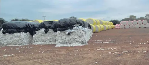  ??  ?? Módulos de 10 a 12 toneladas de algodón, para su almacenami­ento a la intemperie hasta tres meses.