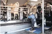  ?? JOVELLE TAMAYO New York Times ?? A farmworker adjusts a milking machine hooked up to a cow on July 22, 2021, at a dairy farm in Stanwood, Washington. Farmworker­s have been exposed to milk infected with the bird flu virus, but there has been virtually no testing done on farms.