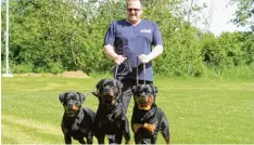  ?? Foto: Peter Heider ?? Der Vorsitzend­e des Meitinger Rottweiler Klubs, Gerhard Klügl, hat mit seinen drei Rottweiler­n Cobra, Flint und Holly (von links) von der Schlossmüh­le schon viele eu ropäische Titel gewonnen.