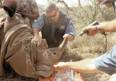  ?? PICTURE: CHRISTIAN SPERKA /THANDA SAFARI ?? SORRY, MATE: Guests at Thanda Safari watch staff dehorning a rhino, which entails painlessly removing the horn in an effort to save the animal from being killed by poachers.