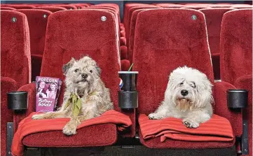  ??  ?? Film hounds: Barney (left) and Gracie settle in for an afternoon at the movies