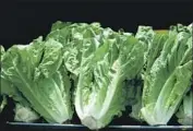  ?? Dreamstime ?? ROMAINE lettuce grown in the Salinas Valley has been found to be tainted with E. coli bacteria.