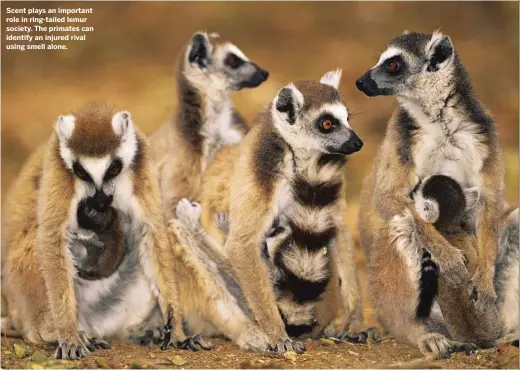  ??  ?? Scent plays an important role in ring-tailed lemur society. The primates can identify an injured rival using smell alone.