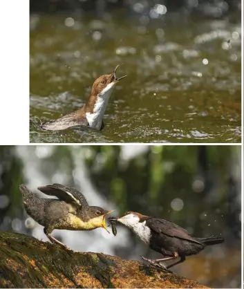  ??  ?? Top left: a dipper surfaces with prey wriggling in its beak. Above: an adult feeds a hungry grey juvenile. Dippers breed early in the year, often laying four or five eggs before the end of February.