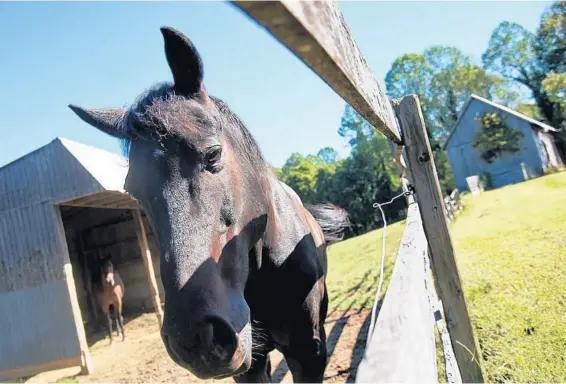  ?? JOSHUA MCKERROW/BALTIMORE SUN MEDIA GROUP PHOTOS ?? This is one of the six horses Michelle Guillermin keeps on her 20 acres in Dunkirk. She also keeps donkeys, a dozen or so chickens and six dogs.