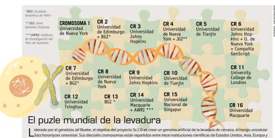  ??  ?? *BGI: Instituto Genómico de Pekín**JGI: Joint Genomic Institute***AWRI: Instituto de Investigac­ión del Vino de Australia