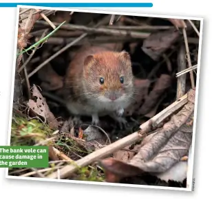  ??  ?? The bank vole can cause damage in the garden