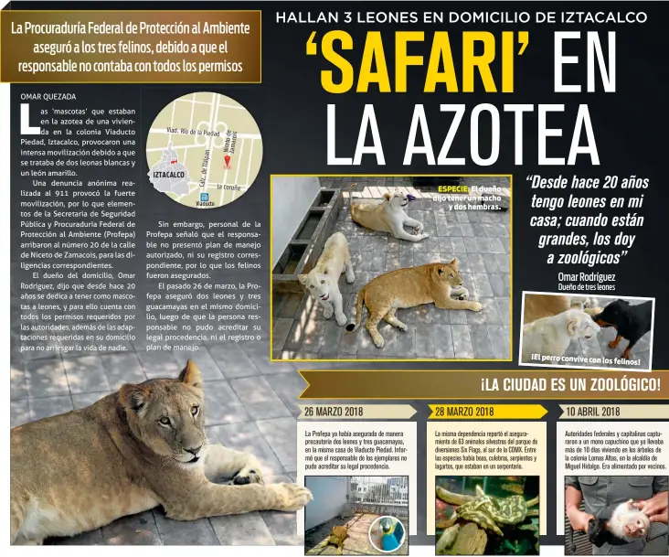  ??  ?? ESPECIE. El dueño dijo tener un machoy dos hembras. ¡El perro convive con losfelinos!