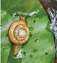  ??  ?? Ob die Schnecke in Kaufering (Landkreis Landsberg) ihren Badeausflu­g überstan‰ den hat? Foto von Hans‰Martin Klumpp.