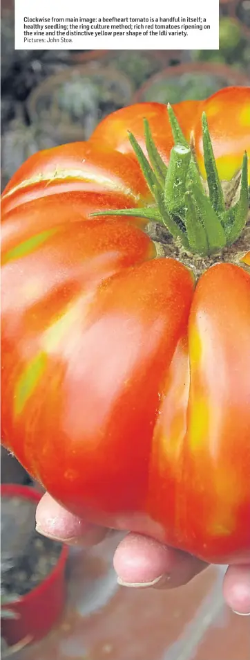  ?? Pictures: John Stoa. ?? Clockwise from main image: a beefheart tomato is a handful in itself; a healthy seedling; the ring culture method; rich red tomatoes ripening on the vine and the distinctiv­e yellow pear shape of the Idli variety.