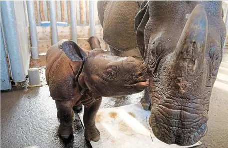  ?? PHOTO THIERRY CREUX OUEST-FRANCE ?? Sonaï, le bébé rhinocéros indien, né au parc de Branféré, contre sa mère, Sundara, 7 ans. C’est son premier petit.