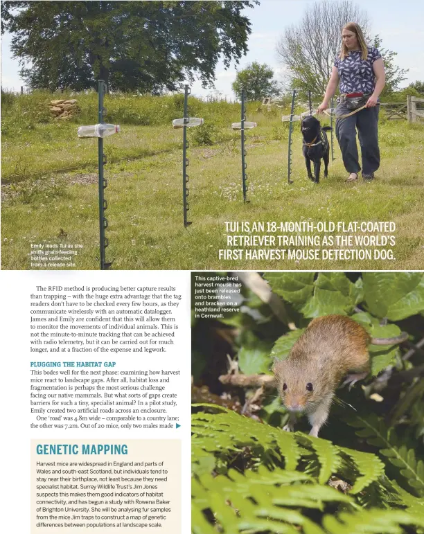 The bait trap, made of a PET bottle, used to collect the harvest mouse