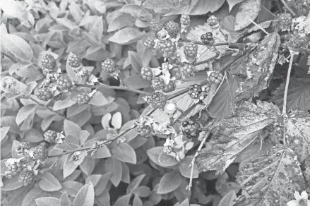  ?? KAREN CHÁVEZ/ USA TODAY NETWORK ?? Wild black raspberrie­s start red but turn black as they ripen.