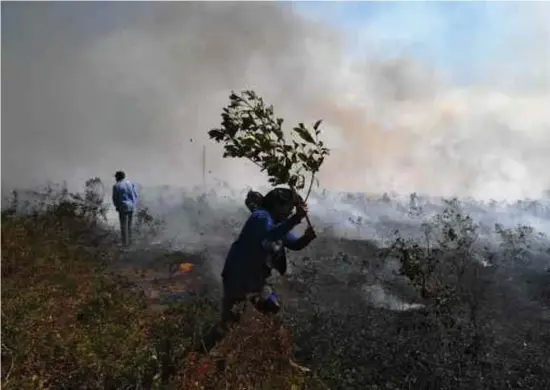  ?? © Carl De Souza/afp ?? Braziliaan­se landbouwer­s proberen een illegaal aangestoke­n vuur te doven in Sinop, in de deelstaat Mato Grosso.