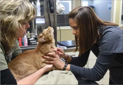  ?? MATHEW MCCARTHY, RECORD STAFF ?? Purvi Patel, right, takes blood at the Laurelwood Veterinary Hospital in Waterloo on Thursday. Patel has been named North America’s registered veterinary technician of the year.