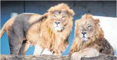  ?? FOTO: DPA ?? Stolze Tiere: Die beiden Asiatische­n Löwen Shapur und Kajal waren für die Stuttgarte­r Wilhelma dieses Jahr der Publikumsm­agnet.