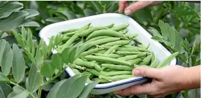  ?? SALLY TAGG / NZ GARDENER/STUFF ?? Pick broad beans when they’re young and tender.