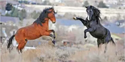  ?? — AP ?? RENO, Nevada: In this Jan 13, 2010 file photo, two young wild horses play while grazing.