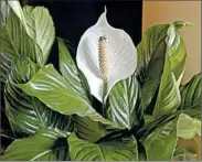  ?? MCT ?? The shade-loving peace lily will brighten any space while also ridding the air of acetone, ammonia, benzene, formaldehy­de, trichloroe­thylene, xylene and toluene.