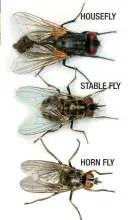  ??  ?? HOUSEFLY
STABLE FLY
HORN FLY CULPRITS: With milder winters, the insects that carry the bacteria responsibl­e for pigeon fever are active longer, potentiall­y increasing the spread of disease.