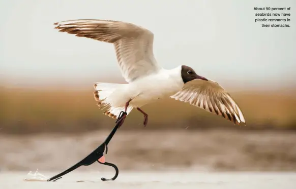  ??  ?? About 90 percent of seabirds now have plastic remnants in their stomachs.