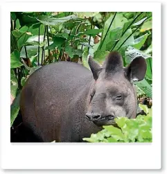  ?? ALEXANDRA NELSON ?? The Amazonian Tapir is a quirky looking animal.