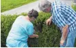  ??  ?? Das Ehepaar Bernhart an ihrer von den Tieren befallenen Hecke.