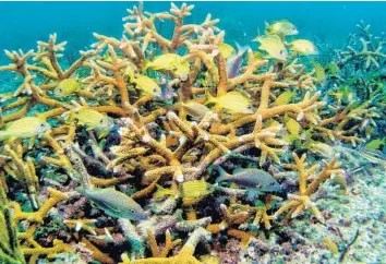  ?? NATIONAL CORAL REEF INSTITUTE /COURTESY ?? Staghorn coral off the shores of southeast Florida appear to be making a comeback after years of disease and decline.
