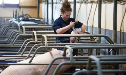  ??  ?? A piglet is marked after being injected with antibiotic on a farm in Yorkshire. Photograph: Bloomberg/Getty