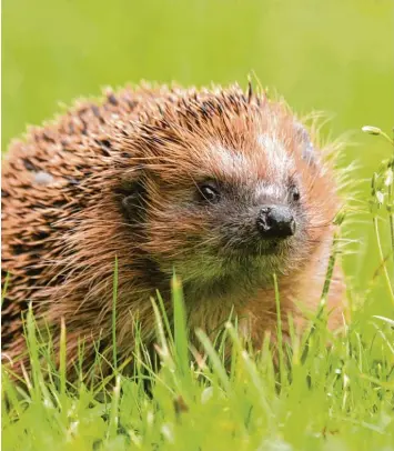  ?? Foto: Tom Engel ?? Auch Igel machen Sommerhitz­e und Trockenhei­t zu schaffen. Die Igelhilfe Schwaben bittet Gartenbesi­tzer deshalb, Wasser und Futterstel­len für die Tiere einzuricht­en.