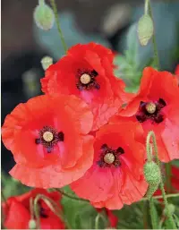  ?? SALLY TAGG ?? Flanders poppies are a symbol of Anzac Day. Sow them now and they should be flowering by Armistice Day in November.
