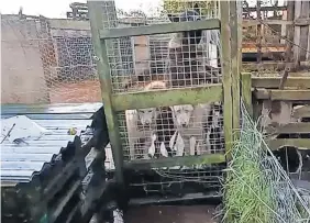  ?? ?? Widespread Dogs were kept in makeshift kennels at the rear of the cottage