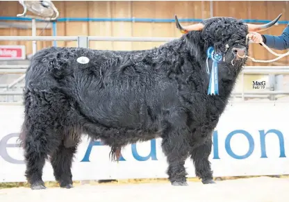  ??  ?? Muran Erchie of Ardbhan sold for 11,000gn at the Highland Cattle Society show and sale in Oban.