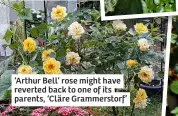  ?? ?? ‘Arthur Bell’ rose might have reverted back to one of its parents, ‘Cläre Grammersto­rf’