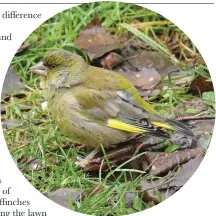  ??  ?? Greenfinch is one of three finches to feed regularly in the garden in numbers, emphasisin­g the importance of sustained feeding during the winter months.