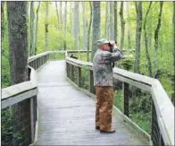  ?? PHOTOS BY KEITH SUTTON/CONTRIBUTI­NG PHOTOGRAPH­ER ?? Above: Most swamp visitors bird from boardwalks, such as this one through the heart of Arkansas’ Lorance Creek Natural Area. Right: Swamp visitors should be attentive at all times. Venomous snakes, such as this western cottonmout­h photograph­ed at the...