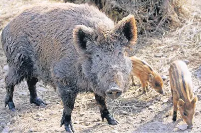  ?? FOTO: FRANK MAY ?? Wildschwei­ne sind im Prinzip harmlos und wenig aggressiv: Gerät jedoch ein Mensch zwischen die Bache und ihre Frischling­e, kann es durchaus lebensgefä­hrlich werden.