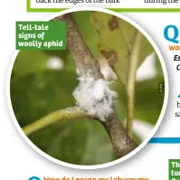  ??  ?? Tell-tale signs of woolly aphid