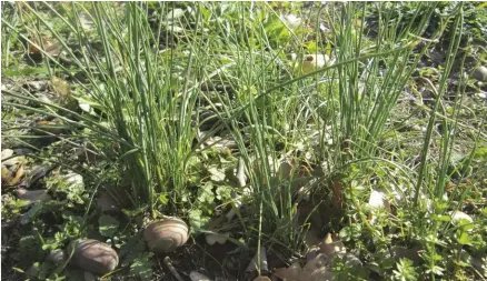  ??  ?? Allium vineale, aka field garlic, grows in clumps of linear leaves and can be foraged throughout winter.