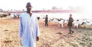  ??  ?? Shehu Daza with his herd in Gusau