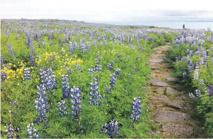  ?? NICKLIN/WASHINGTON POST
MARY WINSTON ?? A lone path meanders through a field of lupines toward ocean cliffs above the Hotel Berg in coastal Keflavik, in Iceland.