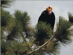  ?? MARCIO JOSE SANCHEZ — THE ASSOCIATED PRESS ?? Getting a bird’s-eye view, a California condor perches atop a pine tree in the Los Padres National Forest east of Big Sur in 2008.