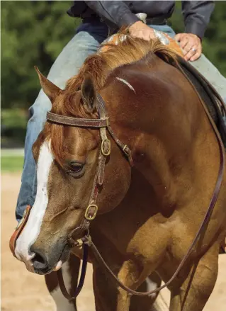  ??  ?? I recommend working your horse in a snaffle—along with either a martingale or draw reins—until your horse has mastered these exercises. When he’s ready, you can move up to a shanked bit.