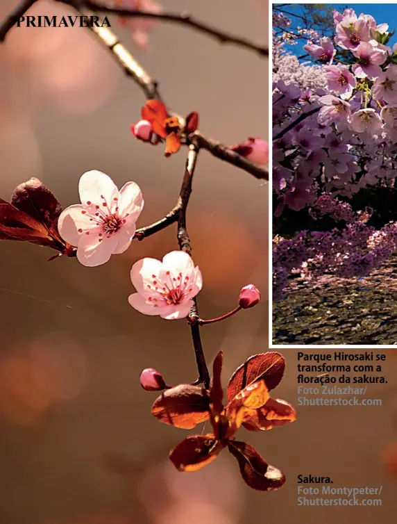  ?? Foto Zulazhar/ Shuttersto­ck.com Foto Montypeter/ Shuttersto­ck.com ?? Parque Hirosaki se transforma com a floração da sakura. Sakura.