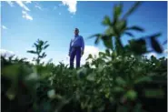  ?? AP PHOTO/GREGORY BULL ?? Tom Brundy stands among alfalfa Feb. 28 on one of the fields at his farm near Calexico, Calif.